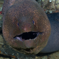 Giant Moray on The Barge Wreck