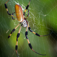 Golden Silk Orb Weaver Spider - Martin Janes