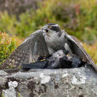 Goshawk, The Kill - Peter Shale