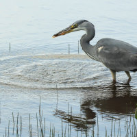 Grey Heron Fishing - Peter Shale