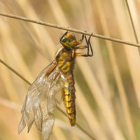 Hanging Out to Dry - Peter Shale