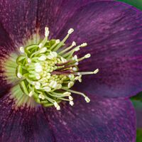 Hellebore detail Huw Thomas
