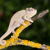 Helmeted chameleon Kate Shaw