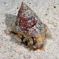 Hermit Crab in the Red Sea