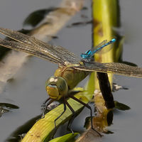 Hitching a Ride - Peter Shale