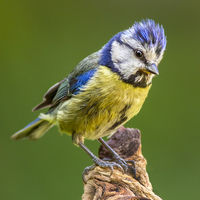 Inquisitive Blue Tit - Wint Lees