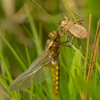 Just Emerged - Peter Shale