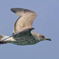 Juvenile Herring Gull