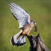 Kestrel Feeding - Clive Bew