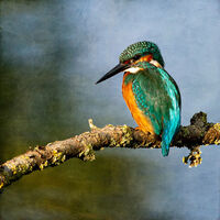 Kingfisher Horace Goodenough
