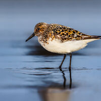 Group A - Second - Sanderling - Clive Bew