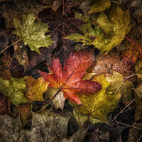 Group A - Highly Commended - Natures Colours - Martin Janes