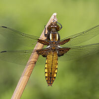 Group A - Commended - Female Broad-Bodied Chaser - Peter Shale