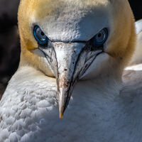 Group A - Commended - In Yer Face - Allan Metcalfe