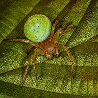 Group B - Highly Commended - Araniella Cucurbitina - Huw Thomas