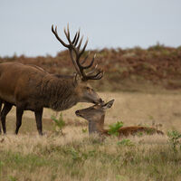 Group B - Commended - Tender Moment - Dennis Singleton