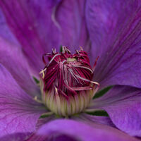 Group C - Highly Commended - The Heart of the Matter - Mike Helft