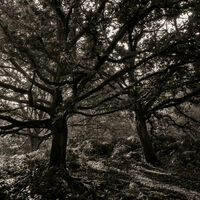 Group C - Commended - Swithland Wood - Simon Brown