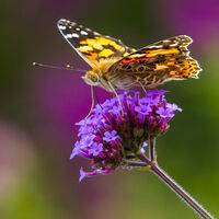 Group A - Highly Commended - Painted Lady - Wint Lees