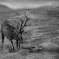 Group A - Highly Commended - The Widower - Catherine Knee