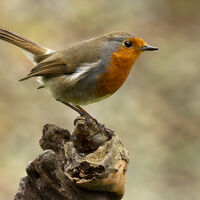 Highly Commended - Erithecus Rubellicus - Wint Lees
