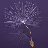 Third - Dandelion Seed on Water - Wint Lees