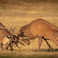 Group A - First - Locked in Battle - Peter Shale