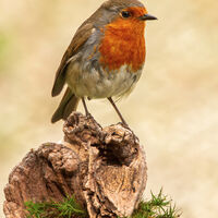 Group A - Commended - Erithacus Rubecula - Wint Lees