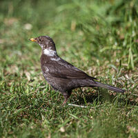 Group B - Highly Commended - Blackbird, Piebald Female - Huw Thomas