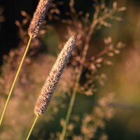 Group B - Commended - Phleum Pratense at Sunset - Matt Tilford