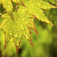 Group B - Commended - Rain on Acer - David Walters