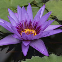 Group B - Commended - Waterlily - Susan Giblett
