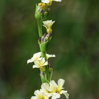 Group C - First - Pale Yellow-Eyed Grass - Simon Brown