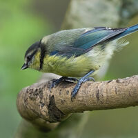 Group C - Third - Blue Tit - Simon Brown