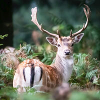 Group C - Commended - What You Looking At - Frank Lock