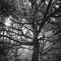 Group C - Third - Tree, Swithland Woods - Simon Brown