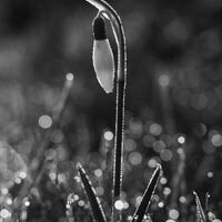 Group C - Highly Commended - Sunlit Snowdrop - Simon Brown