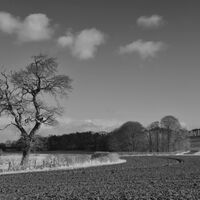 Group C - Commended - Solitary Tree - Kathleen Newsam