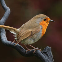 Group A - Commended - Robin - Wint Lees