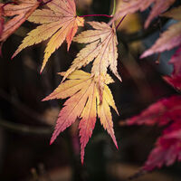 Group B - 5 Commended - Autumn Acer - David Walters