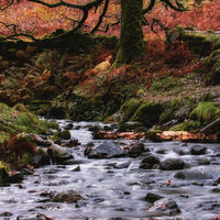 Group C - First - Autumn Stream - Carrie Woodhead