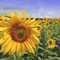 Group C - Highly Commended - Sun Worshipper - Kathleen Newsam