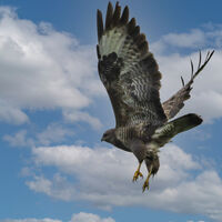 Group C - Commended - View to a Kill - Frank Lock