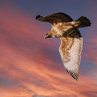 Group C - Second - GoldenEye (Buteo Buteo) - Frank Lock