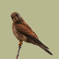 Group C - Second - Kestrel (Falco Tinnunculus) - Frank Lock