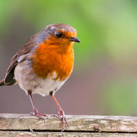 Group C - Commended - Not a Bird on a Stick but a Bird on a... - Simon Brown