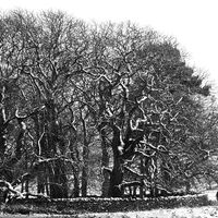Group C - Second - Winter Walk - Mark Radford