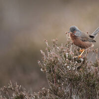 First - Dartford Warbler on Heather - Keith Bowser
