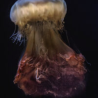 Second - Jellyfish - Martin Janes
