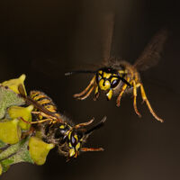 Third - Wasp Attack - Allan Metcalfe